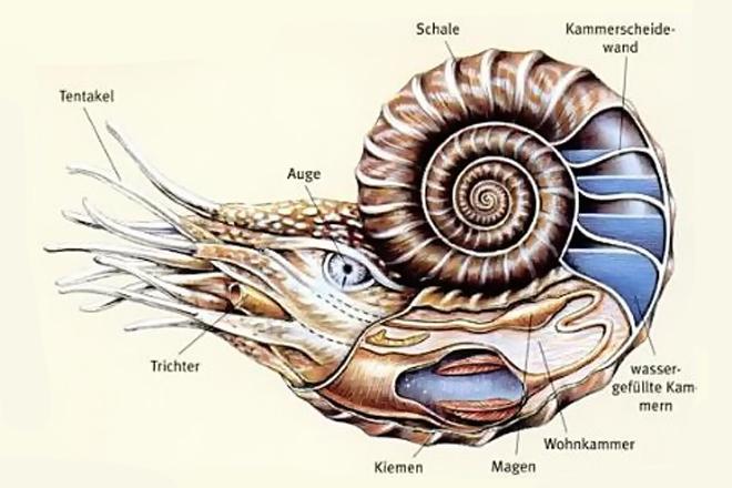 Ammoniten 6