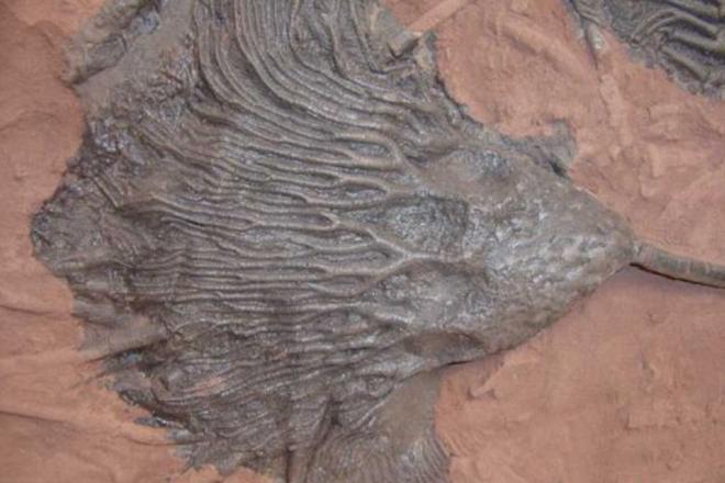 Crinoiden 1