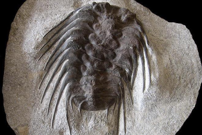 Trilobiten 3